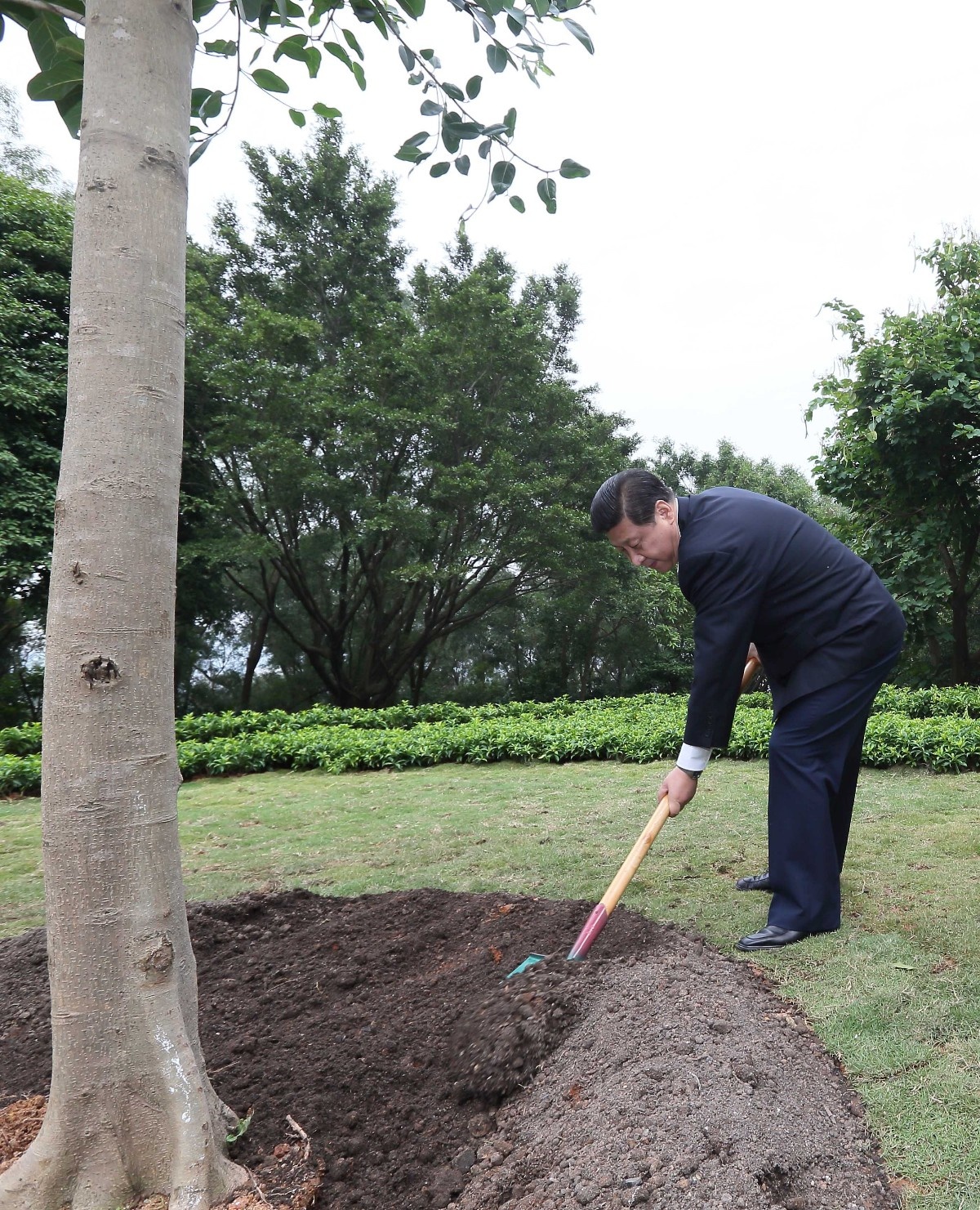 2012年12月8日，習近平在深圳蓮花山公園種下一棵高山榕樹。