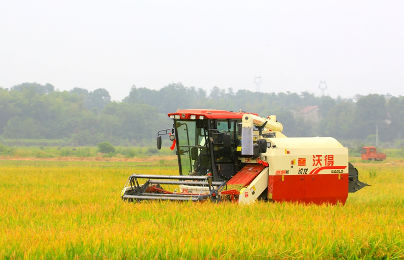 早稻收割忙，農(nóng)機(jī)來助力。常德市鼎城區(qū)融媒體中心供圖
