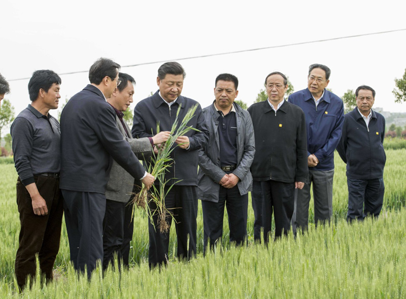 2016年4月25日下午，習(xí)近平在安徽滁州市鳳陽縣小崗村察看小麥長(zhǎng)勢(shì)。左一為種糧大戶程夕兵。新華社記者 李學(xué)仁 攝