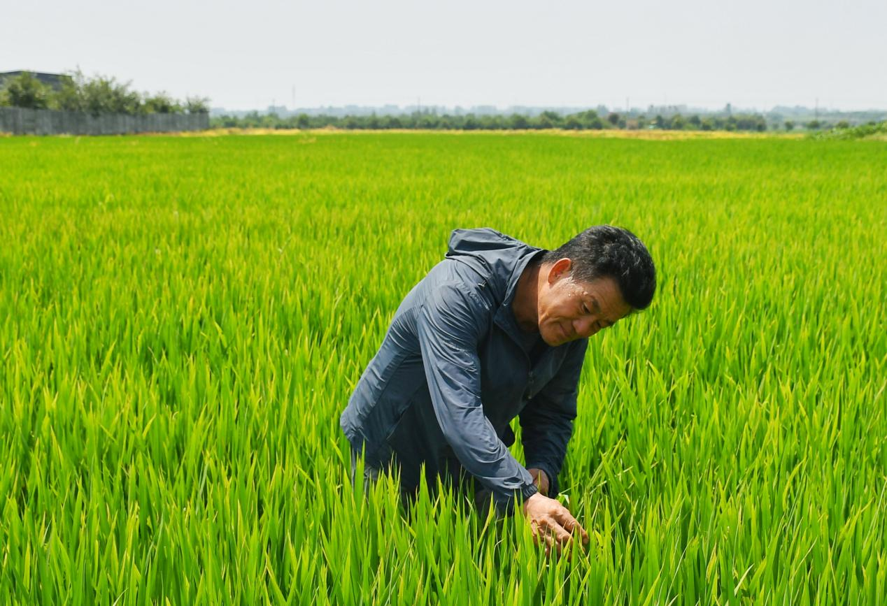 程夕兵在農(nóng)田里檢查水稻種植情況。人民網(wǎng)記者 周坤 攝